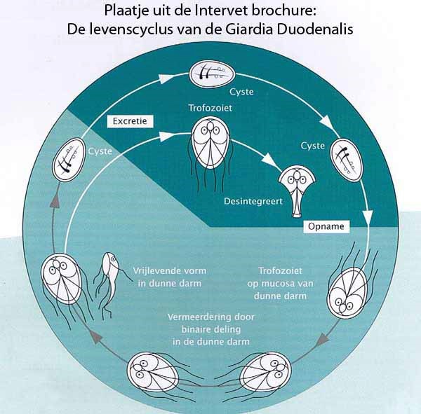 behandeling giardia bij mensen