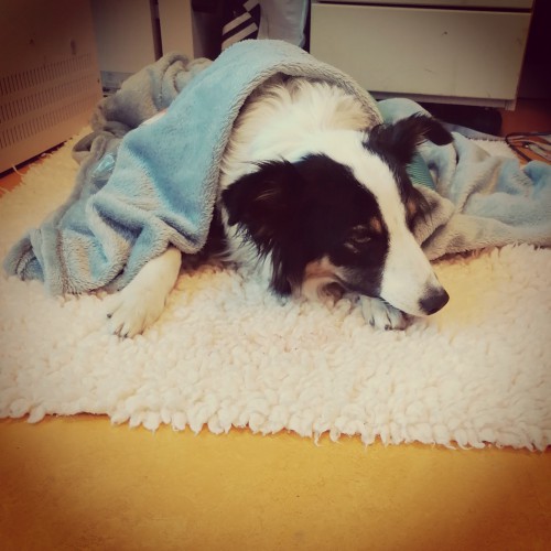 Praktijk verhaal over de sterilisatie van de hond. Dierenartspraktijk